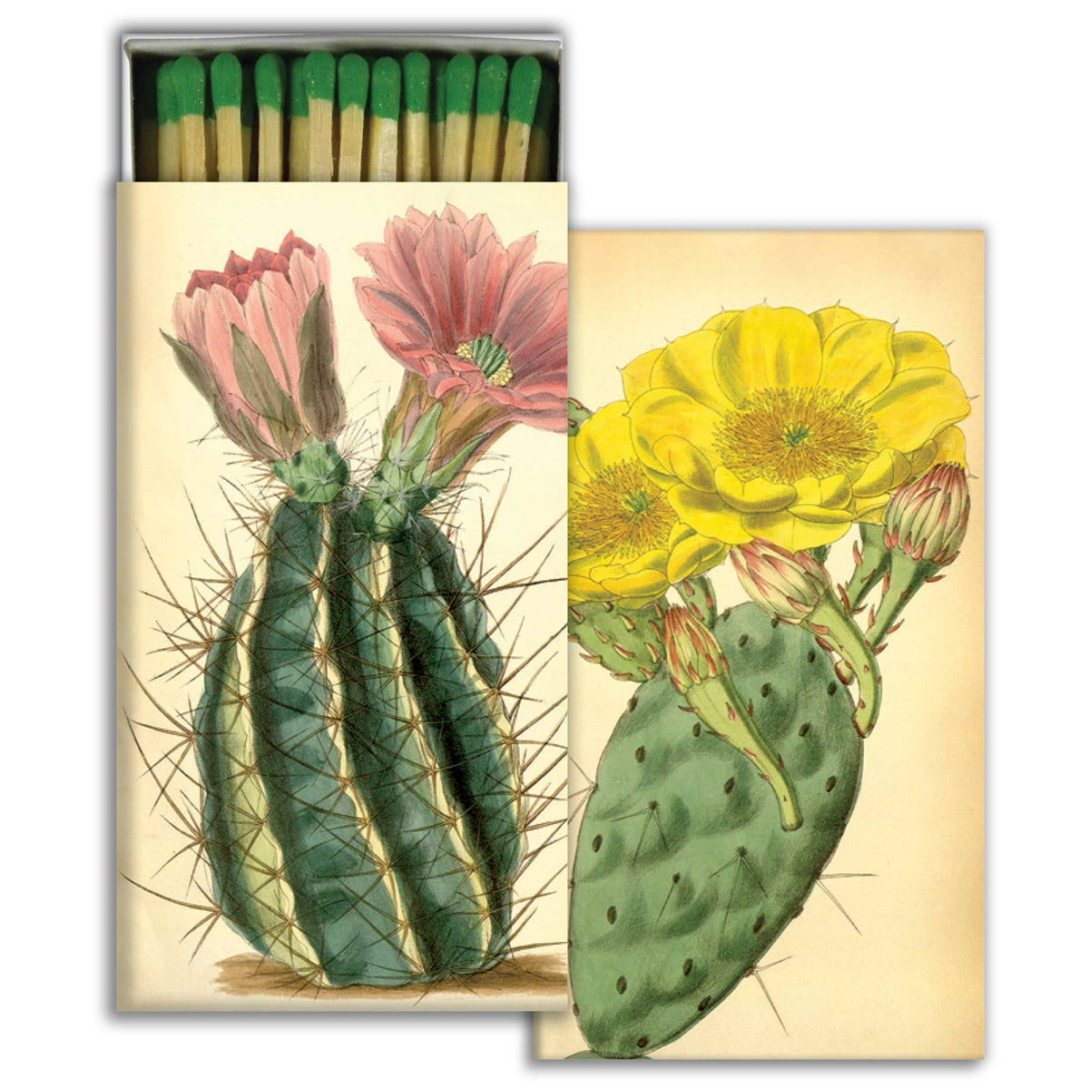 Matches - Flowering Cacti